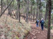 North slope fir forest w moss and grasses