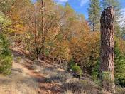 Oaks in full fall color