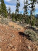 South slope exposed rocky trail in dry pine forest