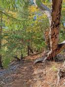 Sturdy old madrone along trail