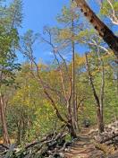 oak and madrone forest